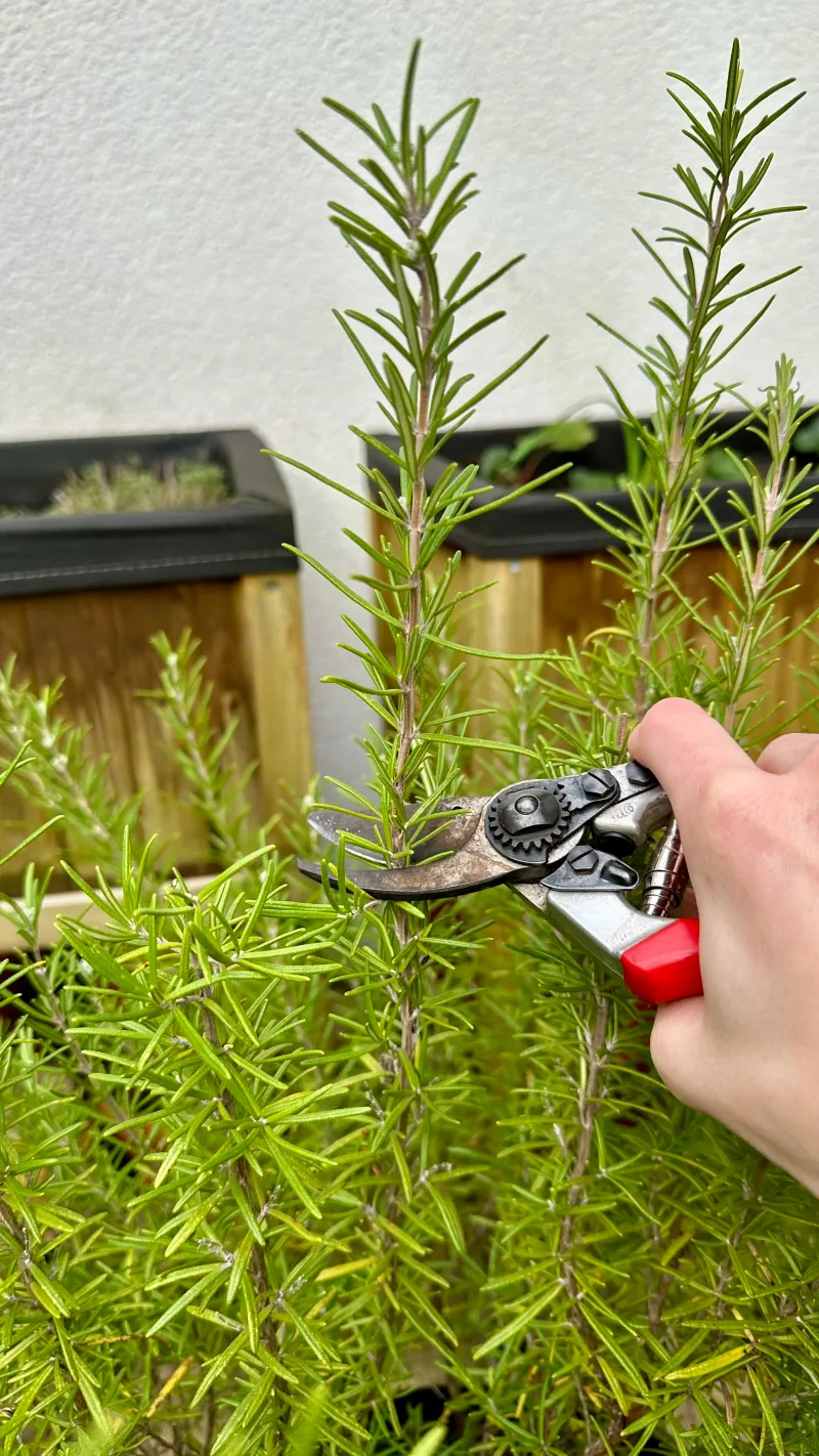 Choose Young, Flower-Free Stem Tips Choose Young, Flower-Free Stem Tips