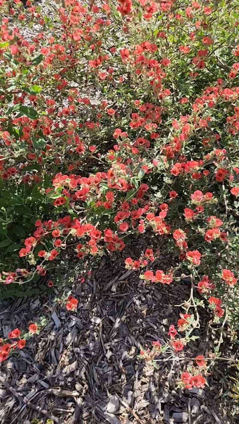Choose a Sunny, Well-Drained Yard Site