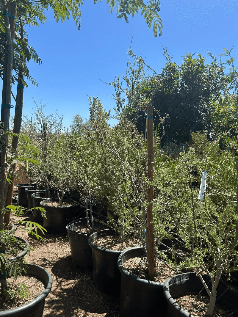 Choose a safe site and keep planting simple