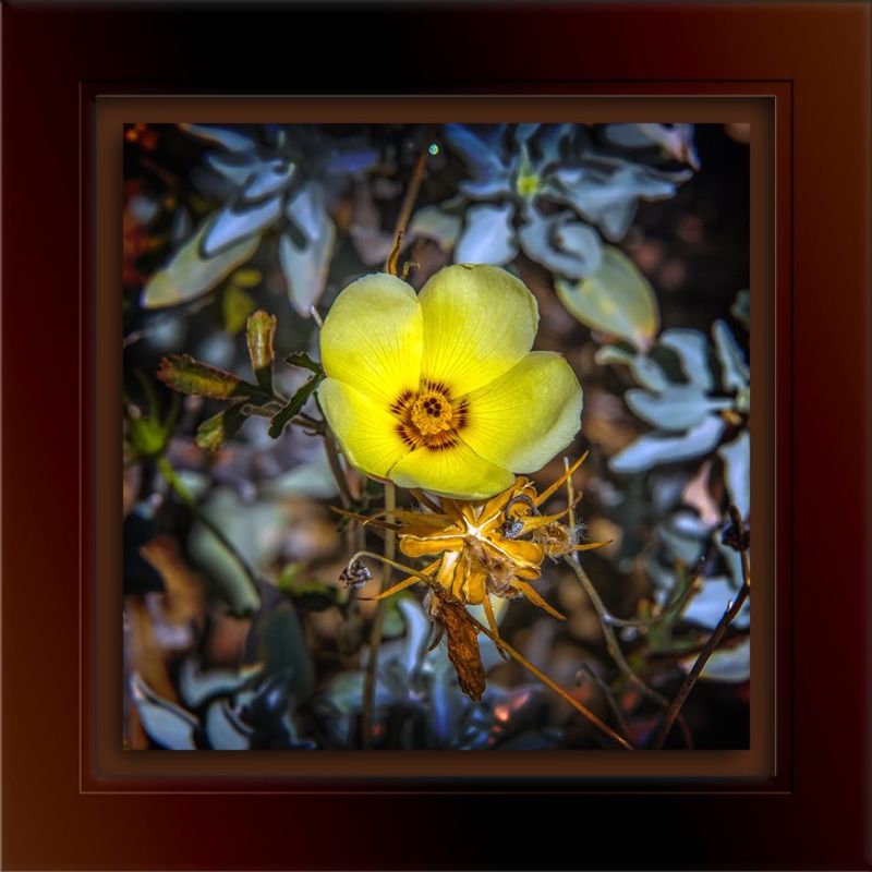 Choose it for a different kind of desert bloom Choose it for a different kind of desert bloom