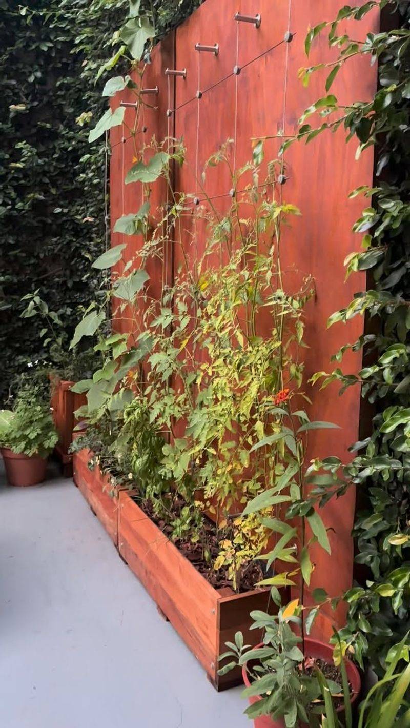 Choose it for a small, supported planting Choose it for a small, supported planting