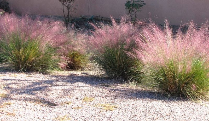 Choose it for fall color, not a no-water or native-plant promise Choose it for fall color, not a no-water or native-plant promise