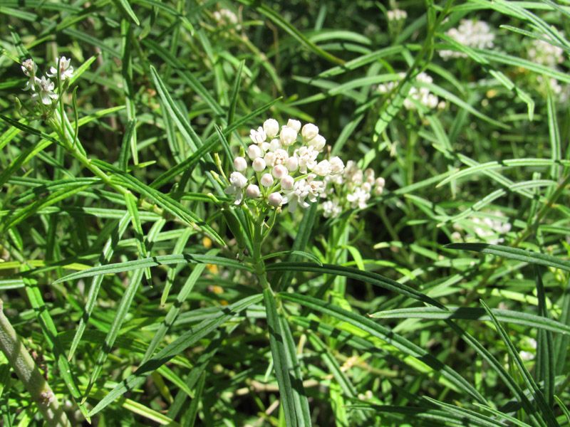 Choose milkweed for the site, not a universal ranking