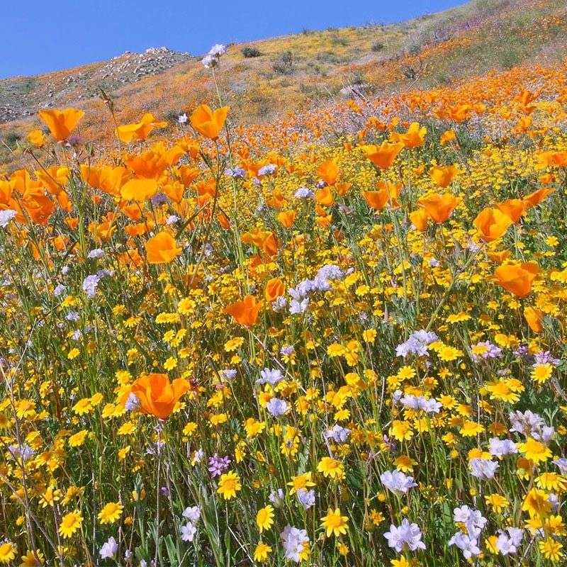 Choose seed for the place and planting season