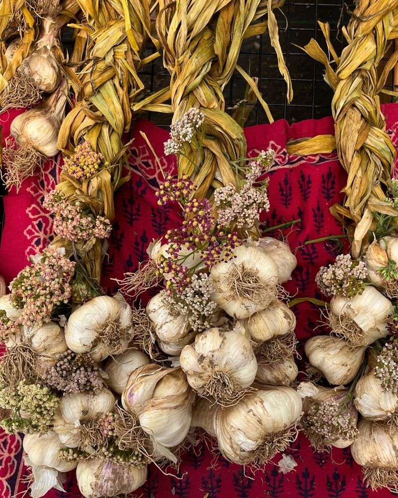 Choose softneck garlic if you want to braid it