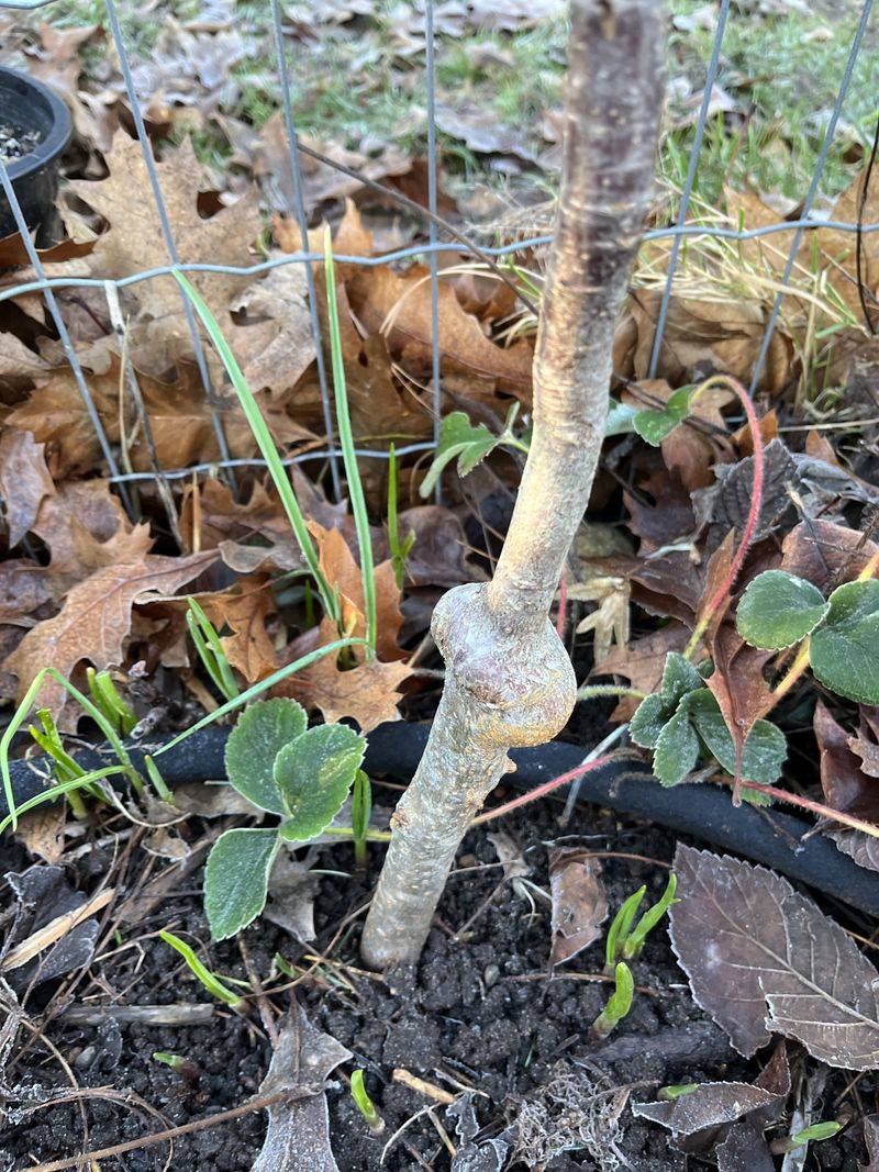 Choosing The Right Rootstock Affects Tree Size And Performance