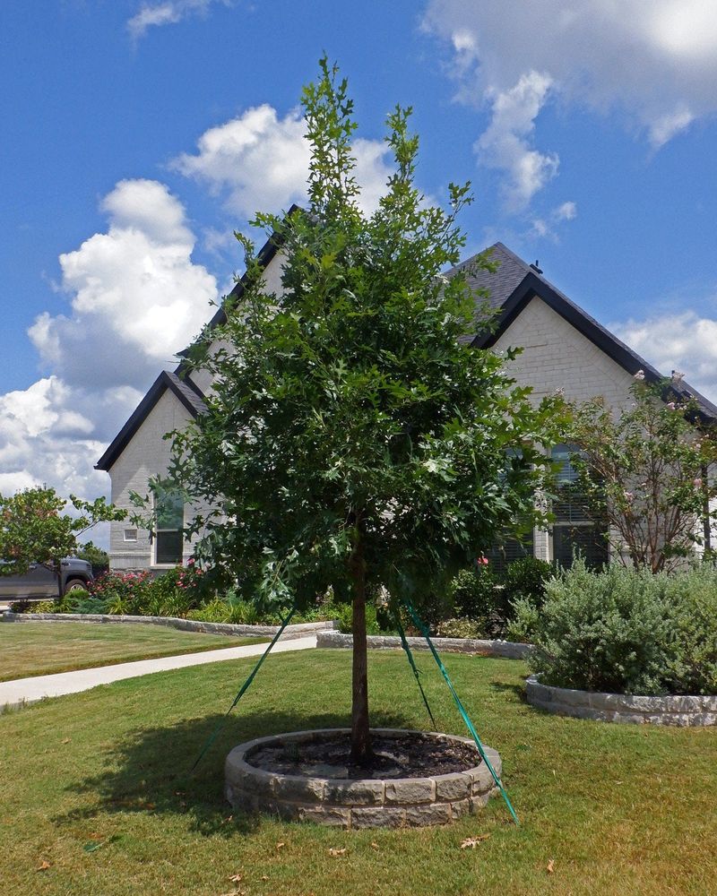 Choosing The Right Spot In Your Yard