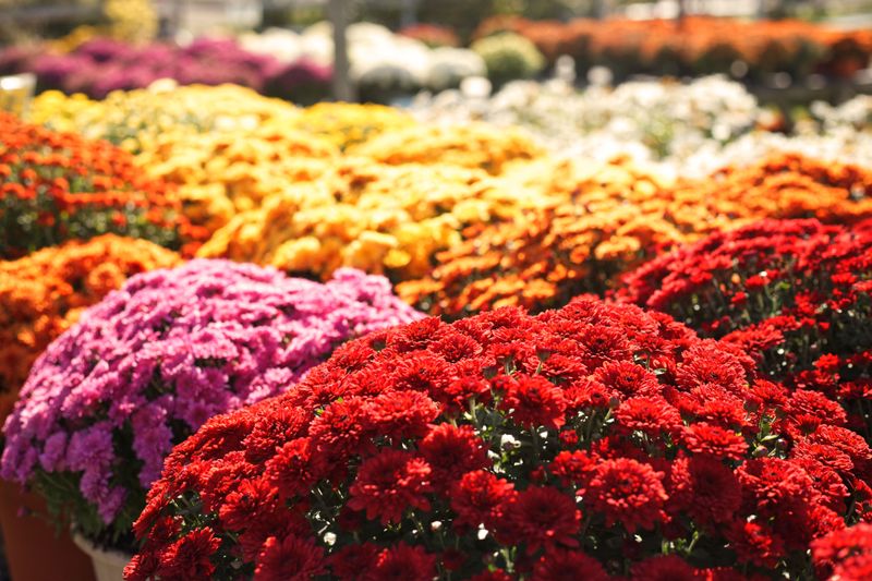 Choosing Varieties That Bloom Too Late For Ohio