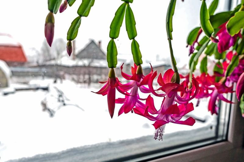 Christmas Cactus Brings Holiday Cheer To Windowsills