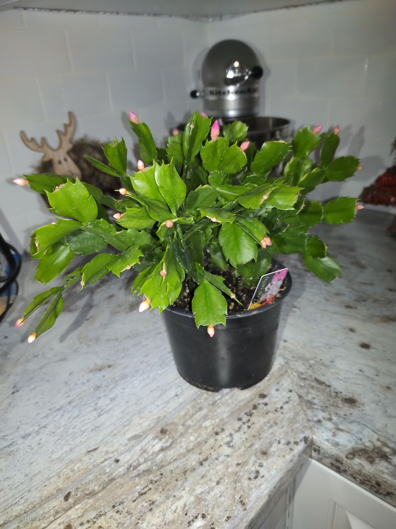 Christmas Cactus Is A Short Day Plant