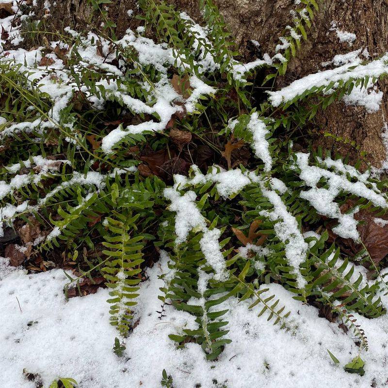 Christmas Fern Fronds Should Stay On Until Spring Christmas Fern Fronds Should Stay On Until Spring