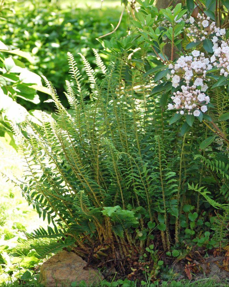 Christmas Fern Keeps Shade Gardens Green Christmas Fern Keeps Shade Gardens Green