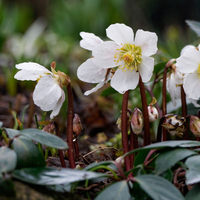 Christmas Rose Can Bloom In The Garden In Winter Christmas Rose Can Bloom In The Garden In Winter