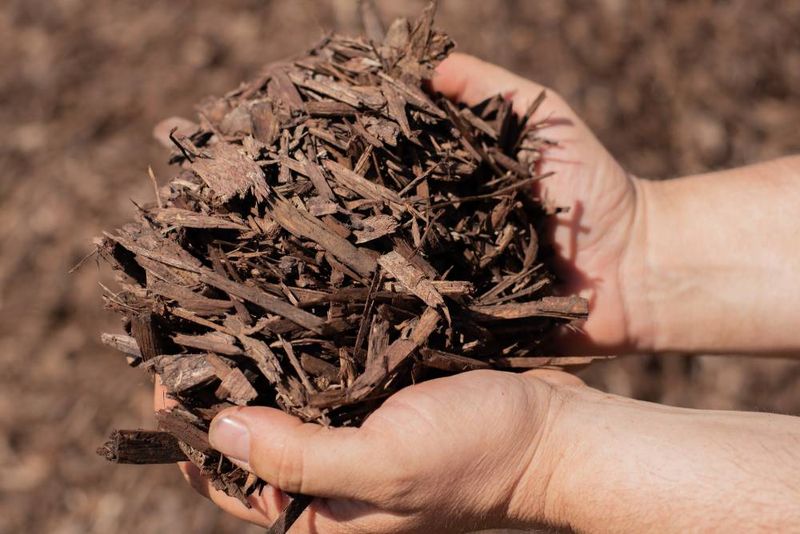 Chunky Bark Beats Fluffy Stuff In California Wind Chunky Bark Beats Fluffy Stuff In California Wind