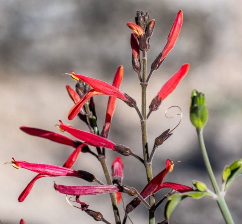 Chuparosa (Justicia californica)