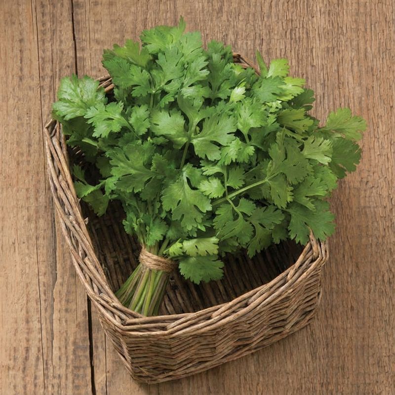 Cilantro