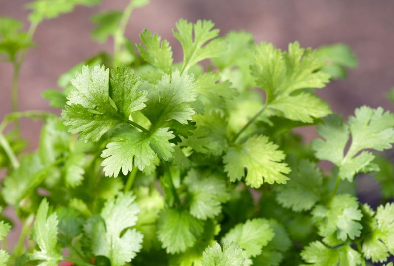 Cilantro Cilantro