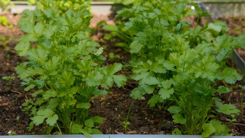 Cilantro Finally Escapes The Summer Bolt