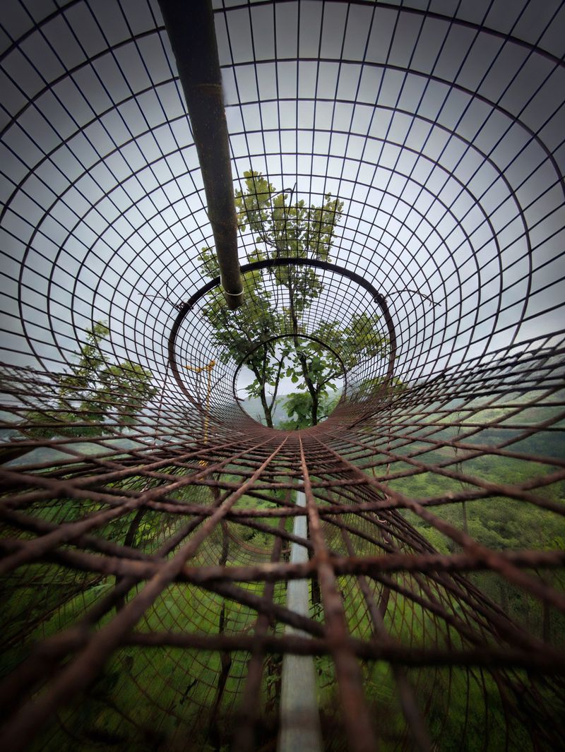 Circle Saplings With Wire Mesh Cages Circle Saplings With Wire Mesh Cages