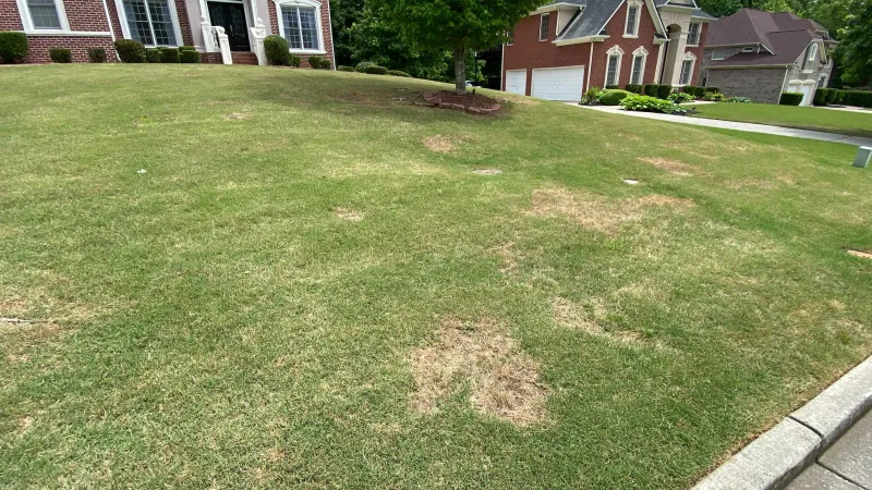 Circular Patches With Orange Borders Suggest Large Patch Disease