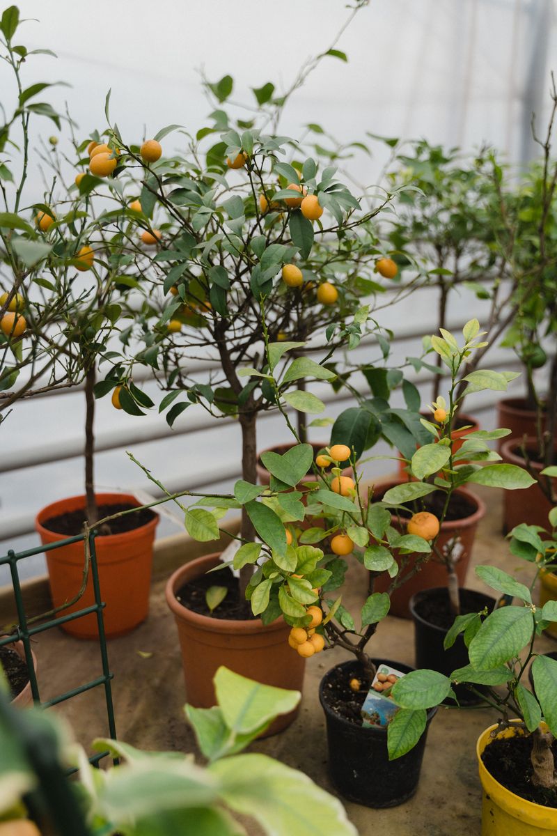Citrus Trees Across State Lines Citrus Trees Across State Lines