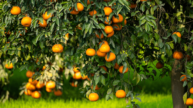 Citrus Trees Make Backyards Taste Better