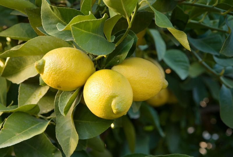 Citrus Trees Should Wait Until Spring Citrus Trees Should Wait Until Spring