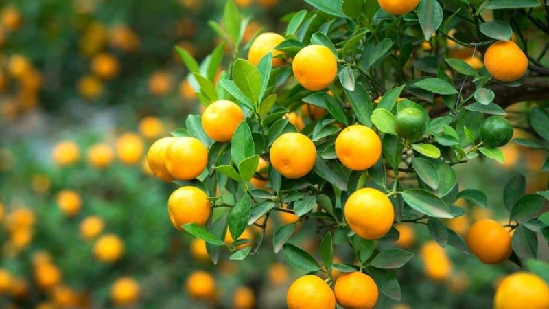 Citrus