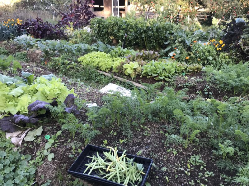 City Gardeners Can Still Harvest Tender Crops City Gardeners Can Still Harvest Tender Crops
