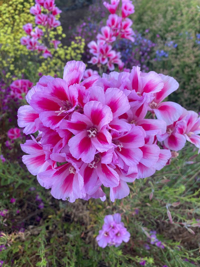 Clarkia Thrives In Heavy Spring Soil