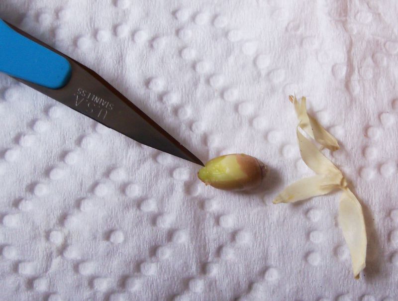 Clean And Prepare The Seeds Clean And Prepare The Seeds