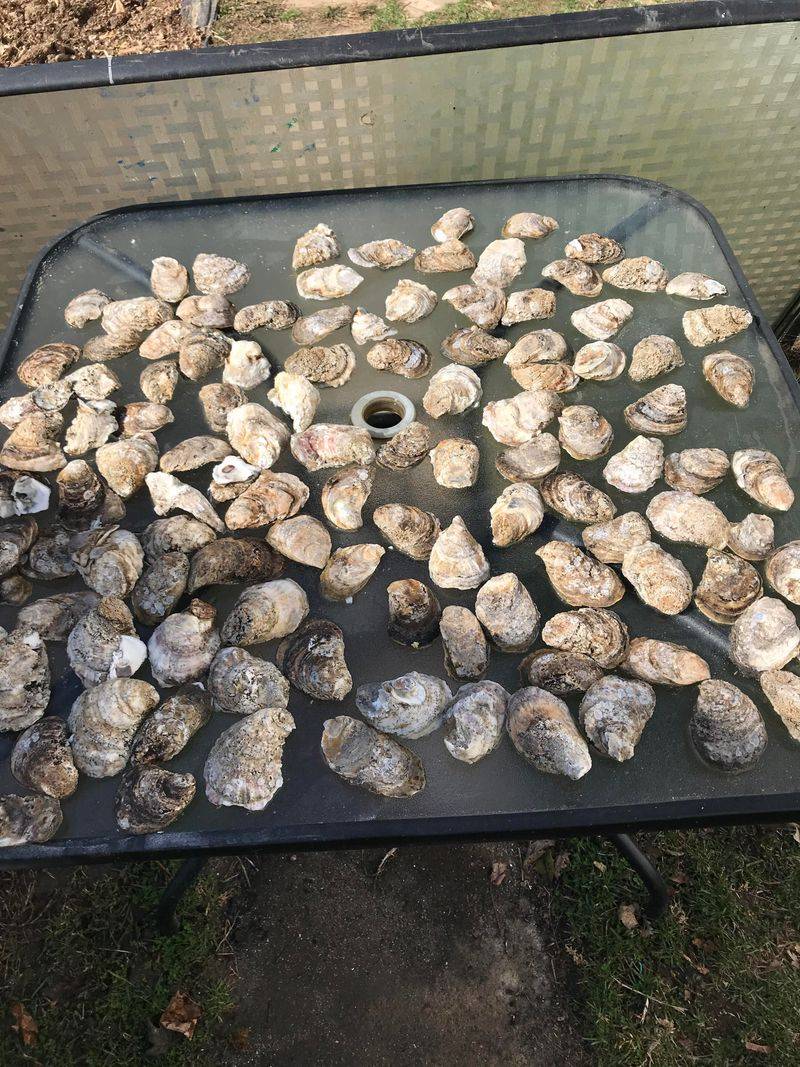 Clean And Rinse Shells Before They Hit The Garden Clean And Rinse Shells Before They Hit The Garden