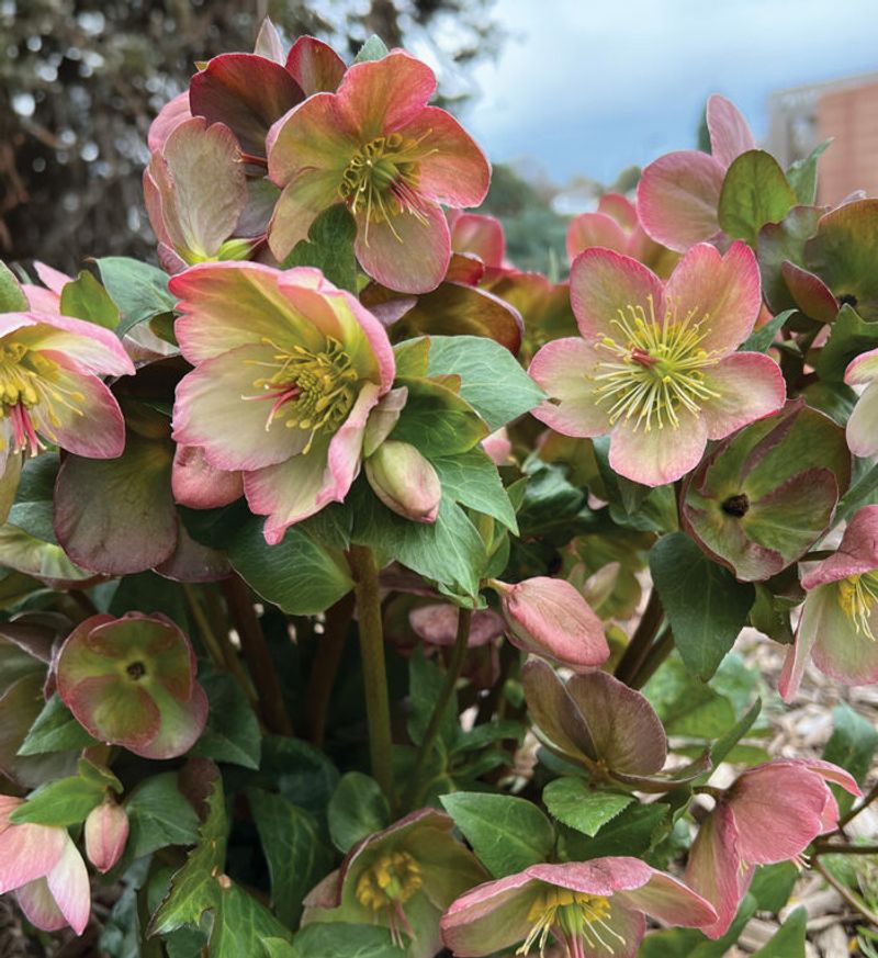 Clean Crowns Show Off Nodding Blooms From Late Winter Into Spring Clean Crowns Show Off Nodding Blooms From Late Winter Into Spring
