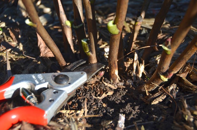 Clean Cuts At Ground Level