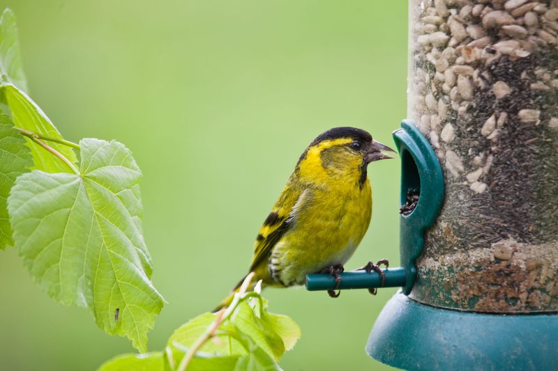 Clean Feeders Every Few Weeks Clean Feeders Every Few Weeks