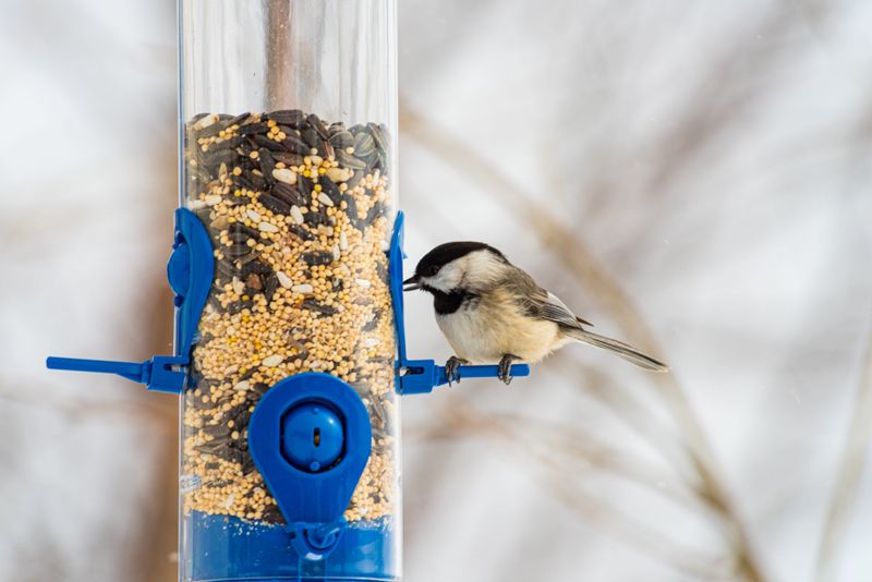Clean Feeders Keep The Flock Healthy Clean Feeders Keep The Flock Healthy