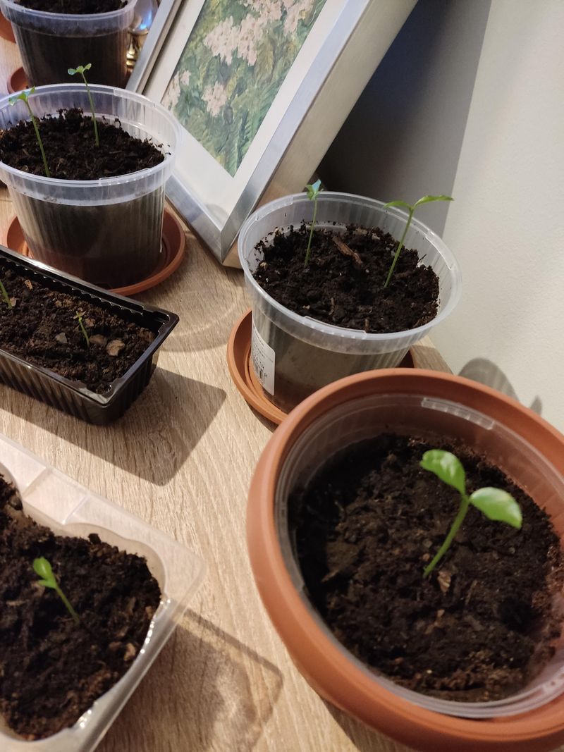 Clean The Seeds And Speed Up Sprouting