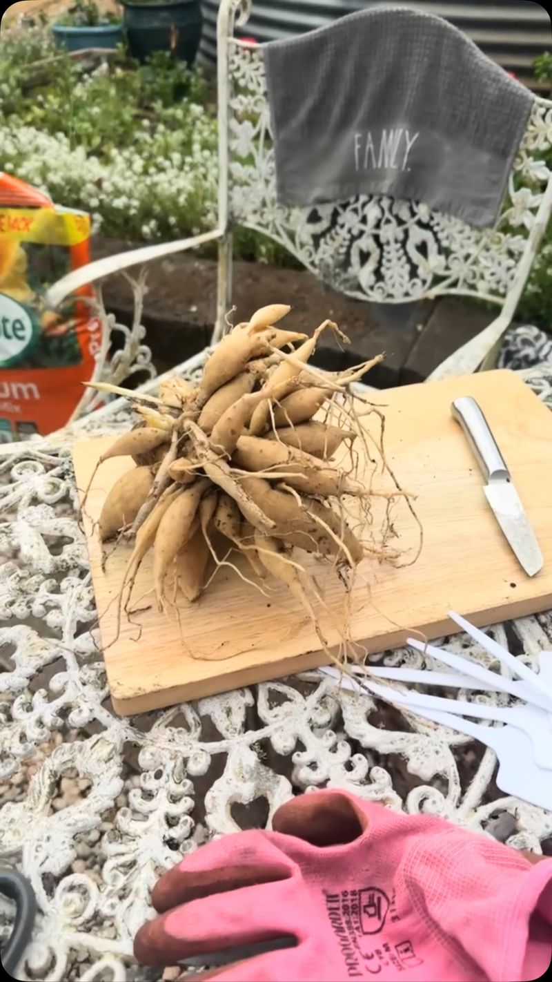 Clean Tubers Ready For Winter Storage