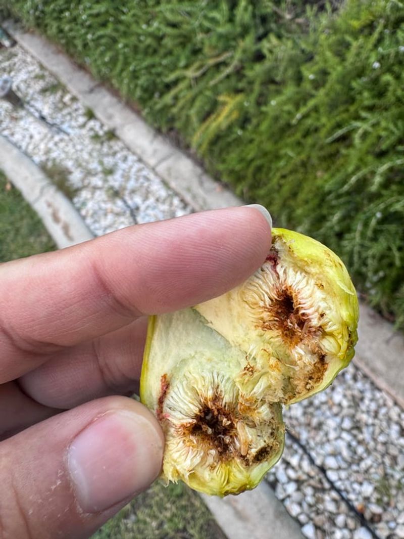 Clean Up Every Fallen Fruit From The Ground Clean Up Every Fallen Fruit From The Ground