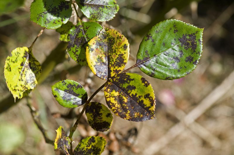 Clean Up Fallen And Spotted Leaves
