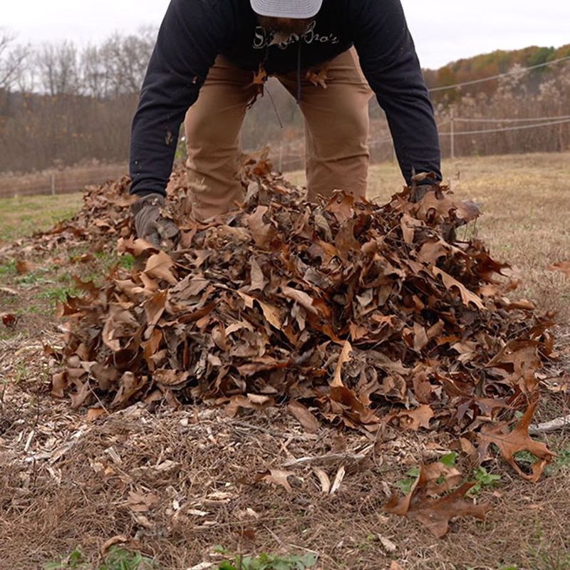 Clean Up Fallen Fruit And Leaves 