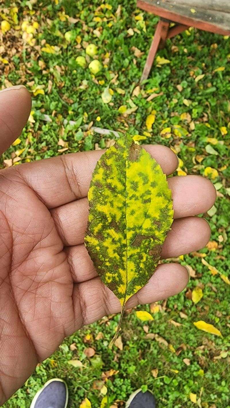 Clean Up Fallen Leaves To Fight Apple Scab