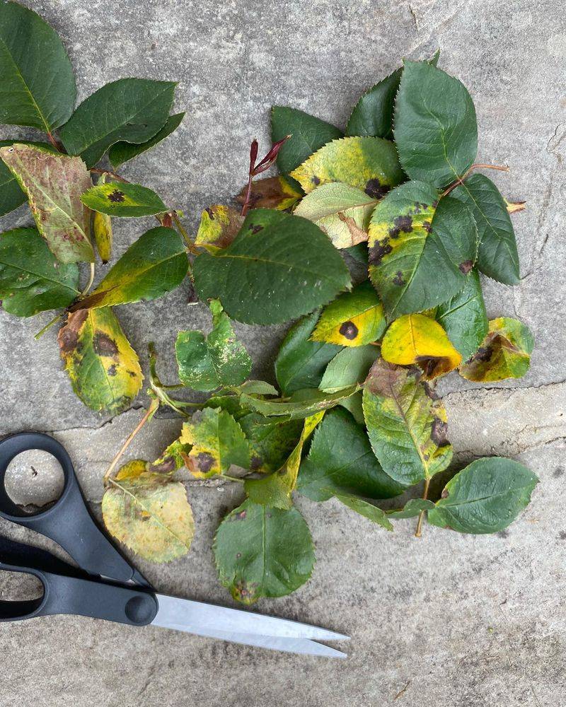Clean Up Fallen Leaves To Reduce Disease Clean Up Fallen Leaves To Reduce Disease