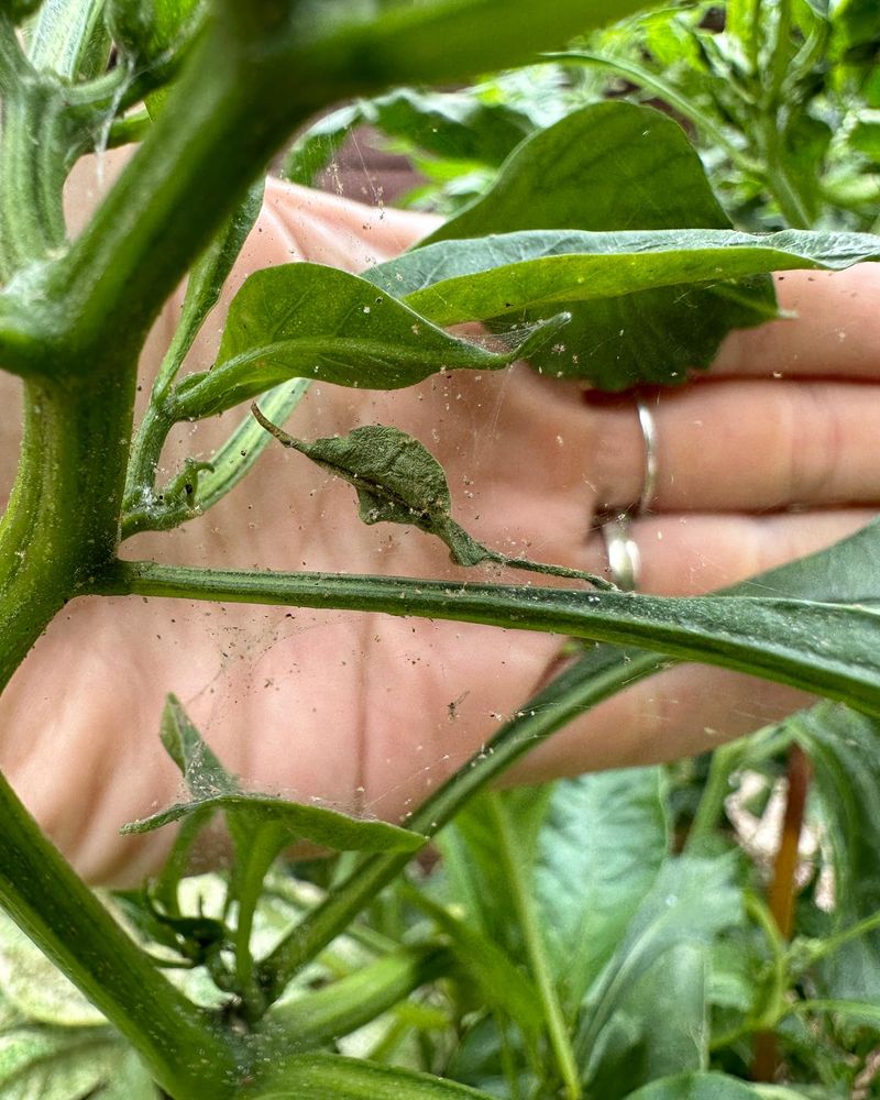 Clean Up Infested Plants At Season's End
