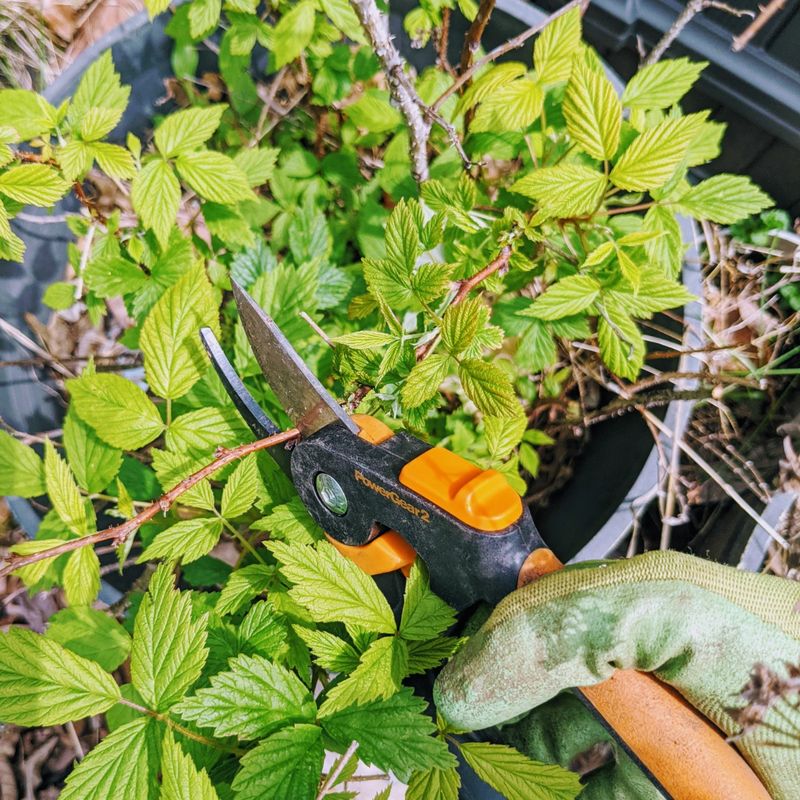 Clean Up The Row Before Winter Clean Up The Row Before Winter
