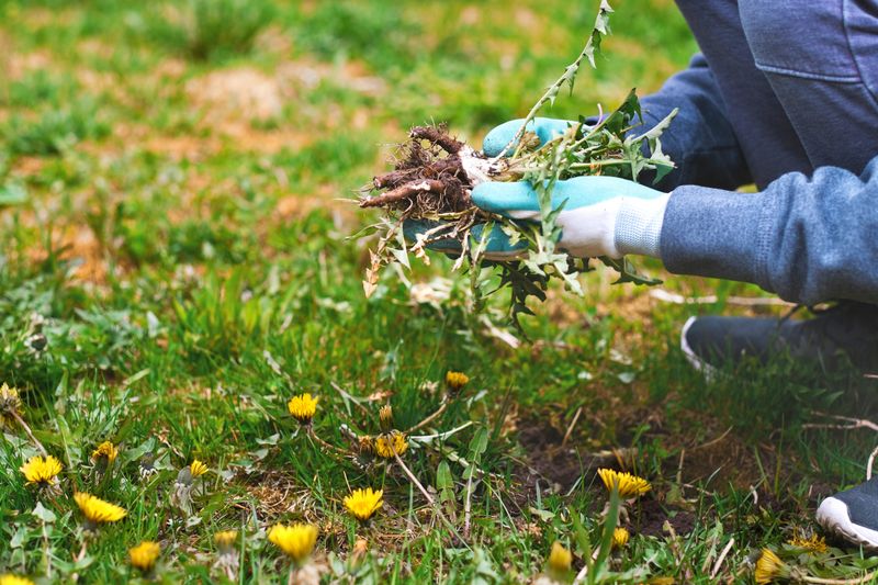 Clean Up Weeds And Clutter Around Your Home Clean Up Weeds And Clutter Around Your Home