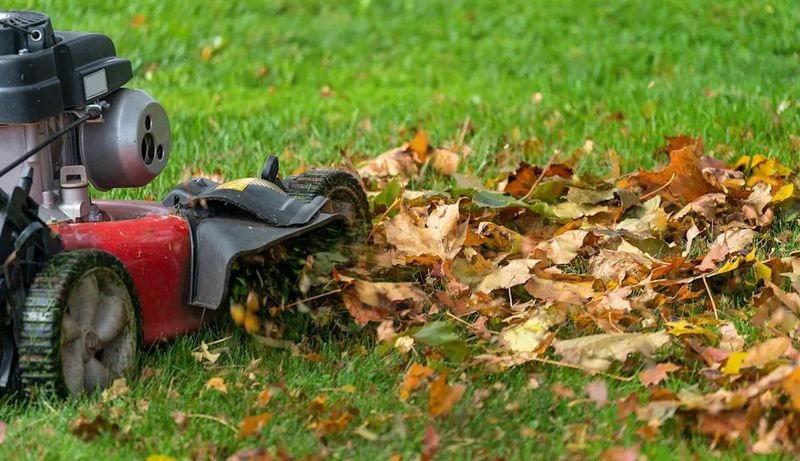 Cleanup Methods That Work For Michigan Lawns