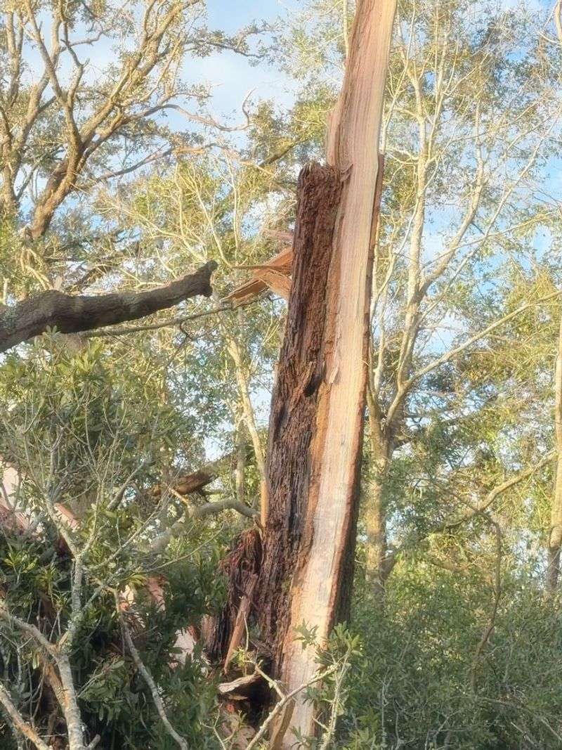Clear Away Cracked And Hanging Limbs First