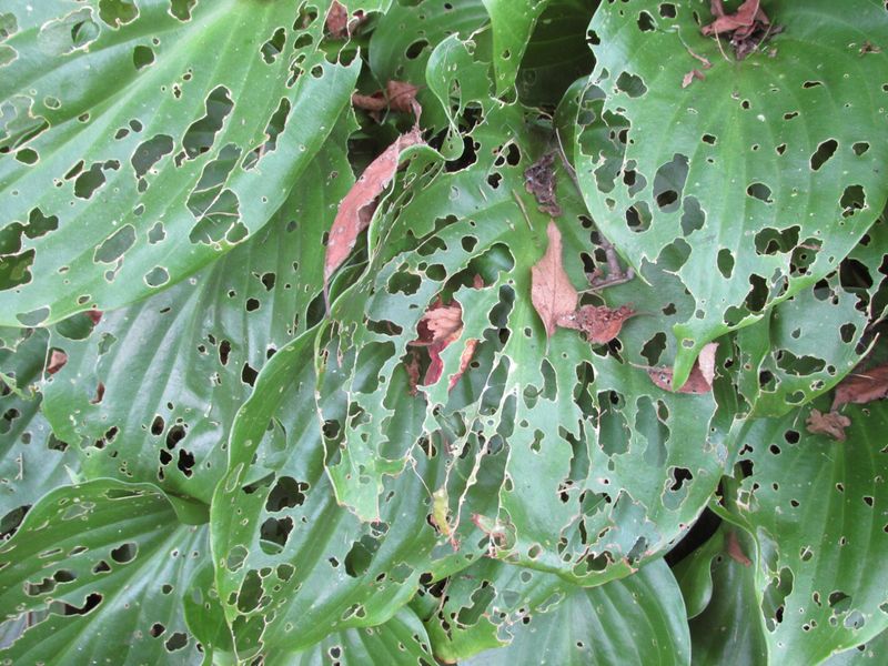 Clear Away Every Leaf To Remove Slug Eggs Clear Away Every Leaf To Remove Slug Eggs