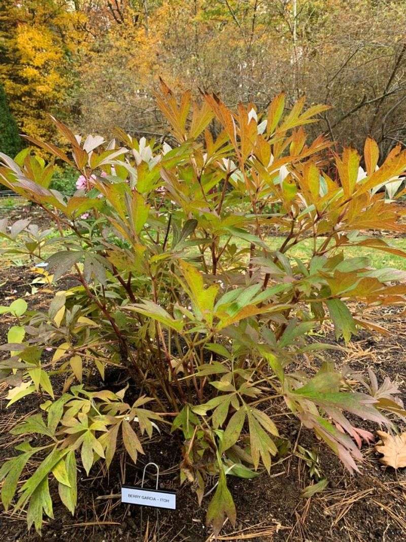 Clear Away Leaves To Stop Disease From Overwintering Clear Away Leaves To Stop Disease From Overwintering